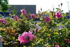 Roses-Pink-Downtown-36
