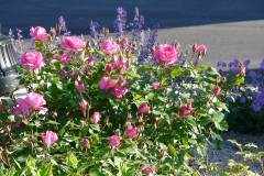 Roses-Pink-Downtown-45