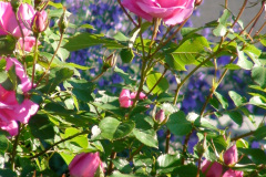 Roses-Pink-Downtown-47