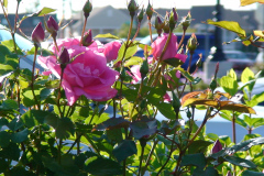 Roses-Pink-Downtown-62