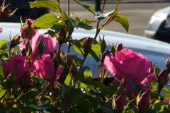 Roses-Pink-Downtown-72