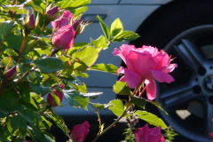Roses-Pink-Downtown-74