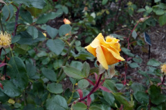 Roses-Yellow-55