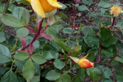 Roses-Yellow-56