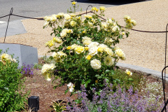 Roses-and-flowers-in-DC-May-2019-24
