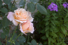 Roses-at-Nobles-2