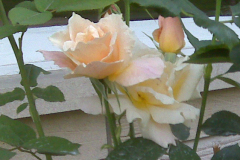 Roses-at-Nobles-3