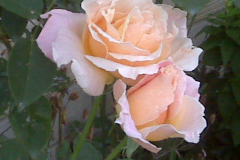 Roses-at-Nobles-5