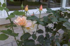 Roses-at-Nobles-7