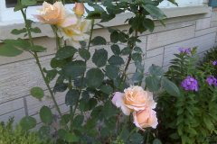 Roses-at-Nobles-8
