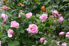 Roses8