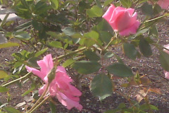roses-from-law-bldg-8-27-08-7