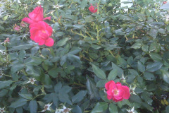 roses-open-petal-9-08-3