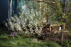 1_Spring-Blossoms-2023-Backyard-Pear-and-ornamental-Trees-11