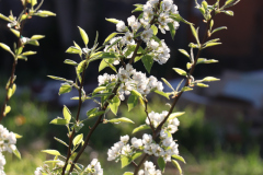 1_Spring-Blossoms-2023-Backyard-Pear-and-ornamental-Trees-3