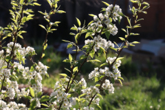 1_Spring-Blossoms-2023-Backyard-Pear-and-ornamental-Trees-4