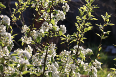 1_Spring-Blossoms-2023-Backyard-Pear-and-ornamental-Trees-5