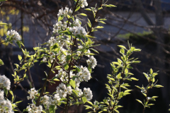 1_Spring-Blossoms-2023-Backyard-Pear-and-ornamental-Trees-6