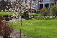 1_Spring-Blossoms-Minnetrista-April-2020-1
