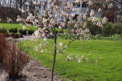 1_Spring-Blossoms-Minnetrista-April-2020-2