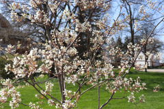 1_Spring-Blossoms-Minnetrista-April-2020-7