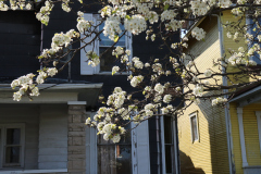 1_Spring-Blossoms-older-neighborhood-April-2020-3