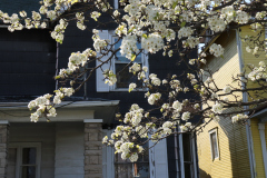 1_Spring-Blossoms-older-neighborhood-April-2020-4