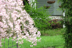 Flowering-Tree-Pink-Blossoms-21