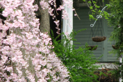 Flowering-Tree-Pink-Blossoms-22