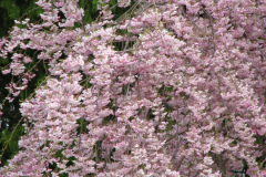Flowering-Tree-Pink-Blossoms-29