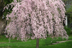 Flowering-Tree-Pink-Blossoms-3