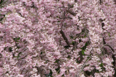 Flowering-Tree-Pink-Blossoms-30