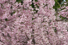 Flowering-Tree-Pink-Blossoms-37