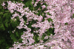 Flowering-Tree-Pink-Blossoms-39