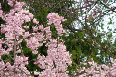 Flowering-Tree-Pink-Blossoms-45