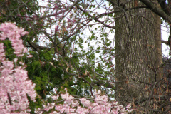 Flowering-Tree-Pink-Blossoms-46