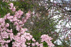 Flowering-Tree-Pink-Blossoms-53