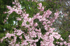 Flowering-Tree-Pink-Blossoms-54
