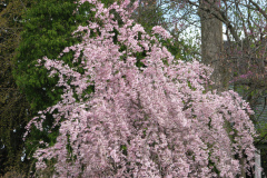 Flowering-Tree-Pink-Blossoms-6