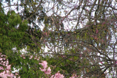 Flowering-Tree-Pink-Blossoms-61