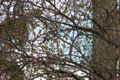 Flowering-Tree-Pink-Blossoms-62