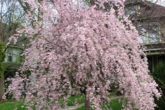 Flowering-Tree-Pink-Blossoms-69