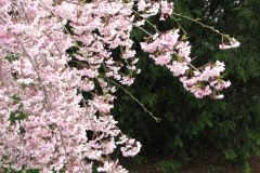Flowering-Tree-Pink-Blossoms-70