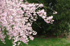 Flowering-Tree-Pink-Blossoms-77