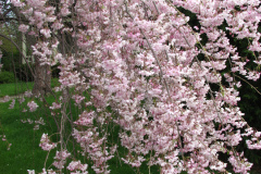 Flowering-Tree-Pink-Blossoms-78