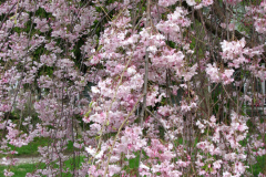 Flowering-Tree-Pink-Blossoms-85