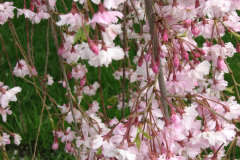 Flowering-Tree-Pink-Blossoms-86