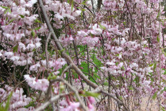 Flowering-Tree-Pink-Blossoms-91