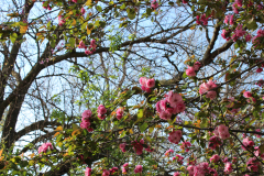 Purple-Leafed-Plum-10