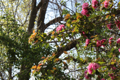 Purple-Leafed-Plum-12
